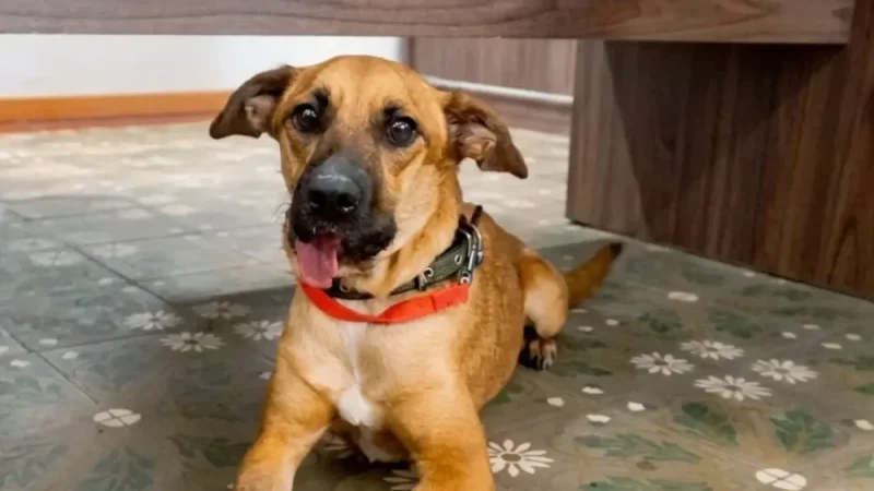 Canela dio su primer paseo tras recuperarse de segunda operación y muestra mejoría